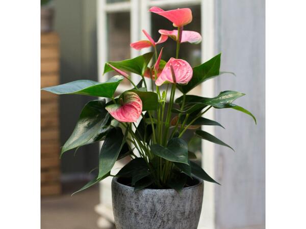 Flamingoblomst