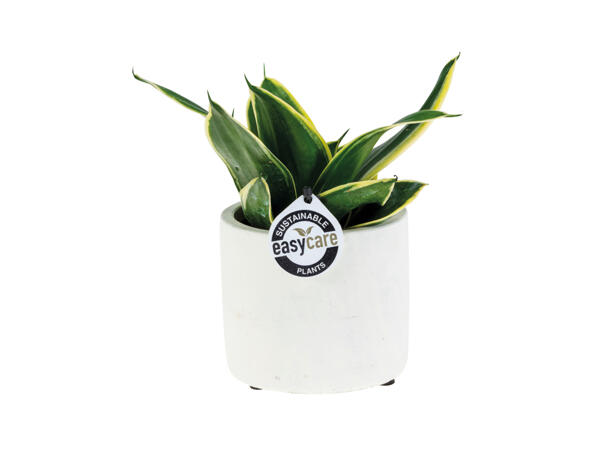 Easy-Care Plant