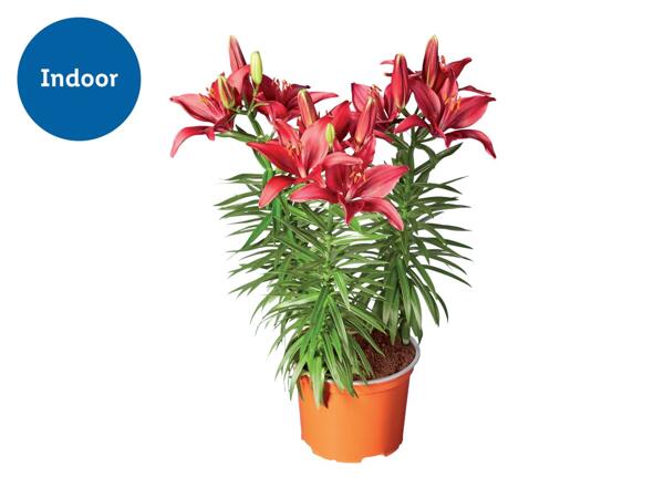 Asiatic Lilies