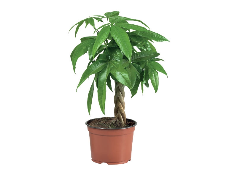 Bonsai or Money Plant