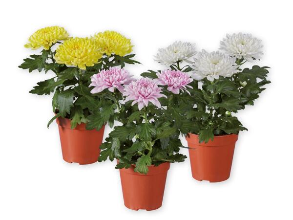 Chrysanthemums