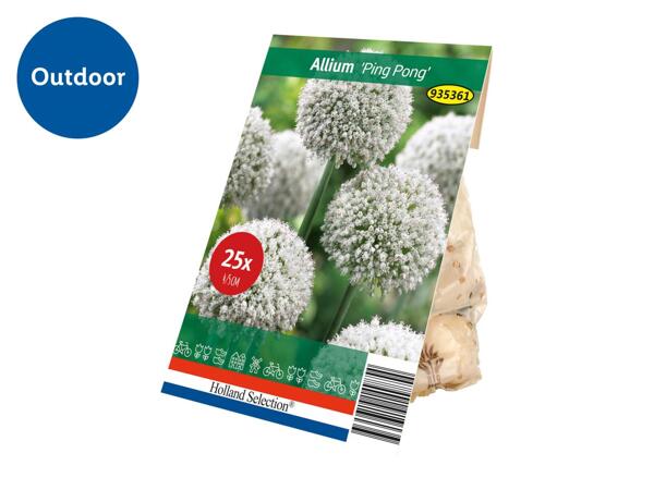 Spring Flowering Bulb Allium "Ping Pong"