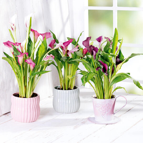 Calla zum Muttertag