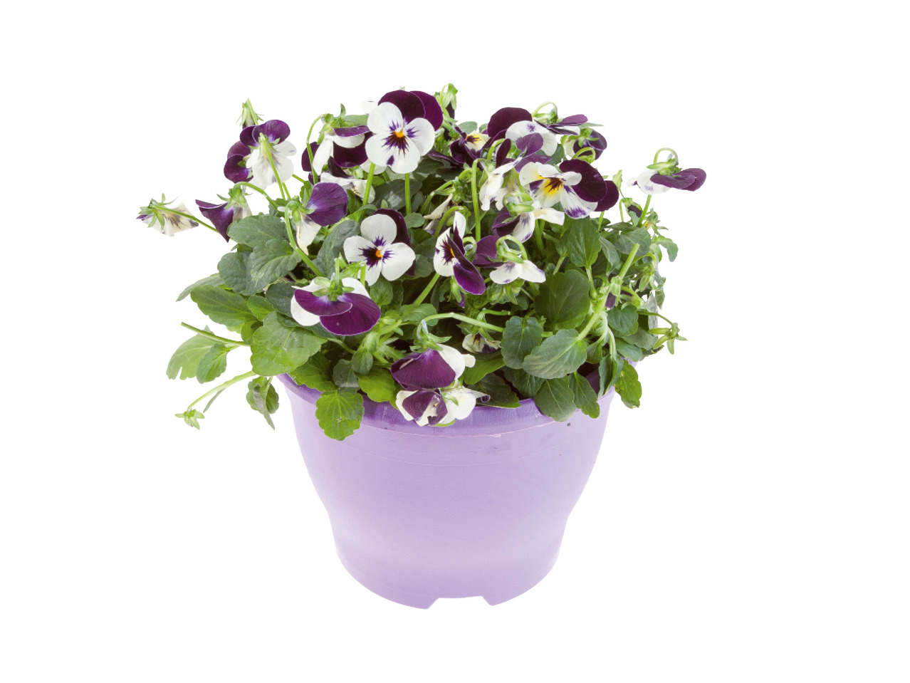Hanging Violas1
