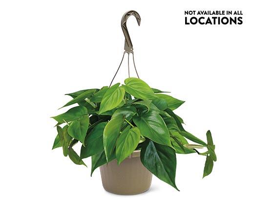 8" Foliage Assorted Varieties