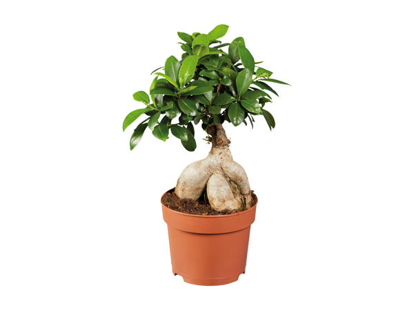 Ficus Ginseng
