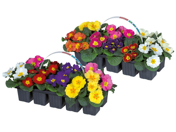 Primula Acaulis