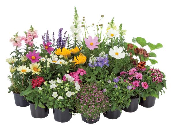Sommarblommor och perenner