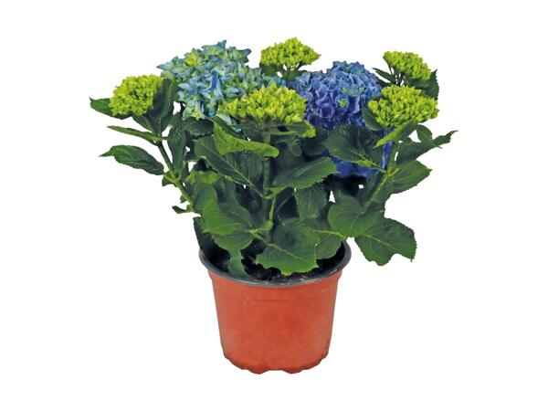 Have hortensia