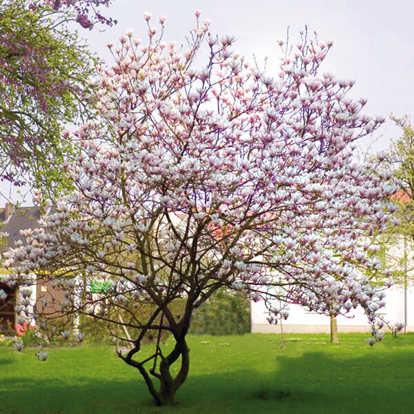 Magnolie