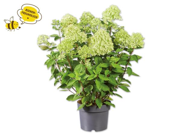Rispenhortensie