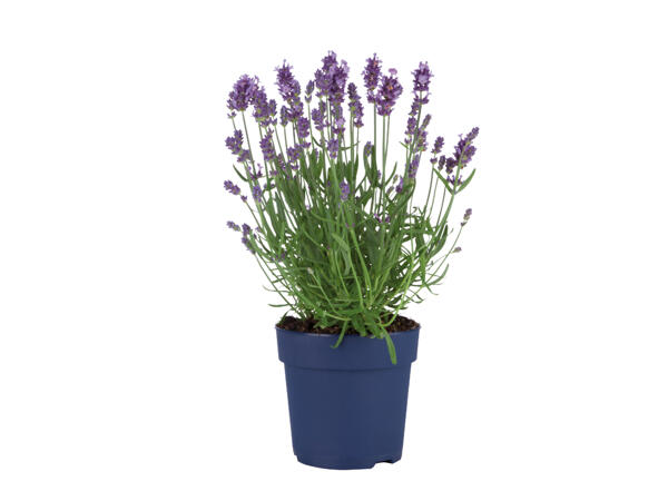 English Lavender