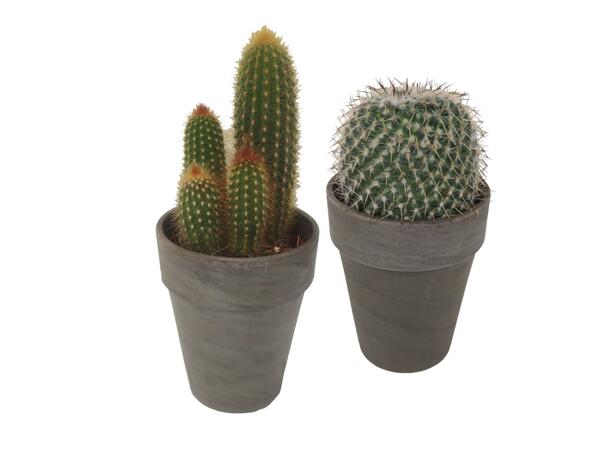 Cactus