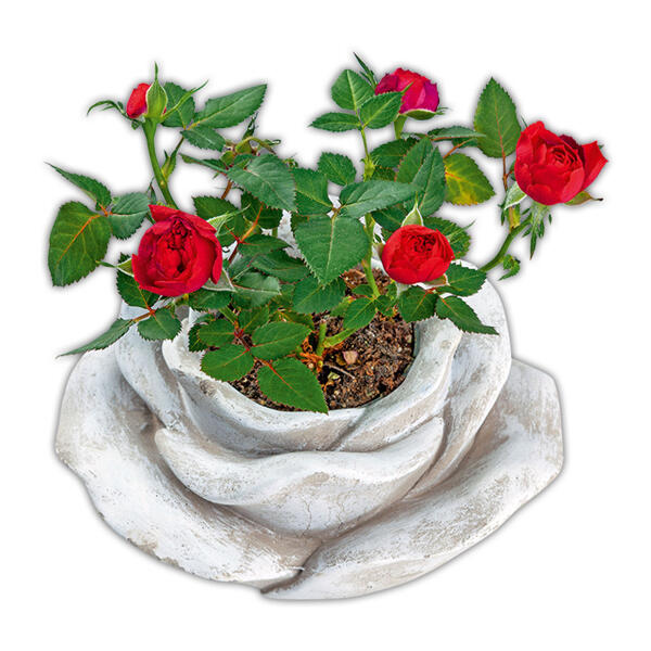 Bepflanzte Steinrose