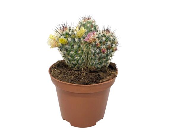 Cactus or Succulents
