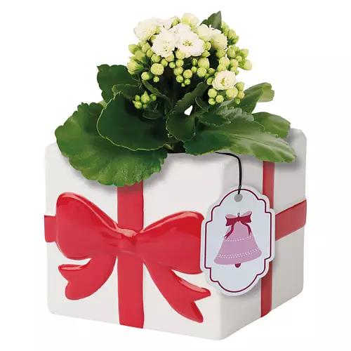 Holiday Kalanchoe - Assorted Colors