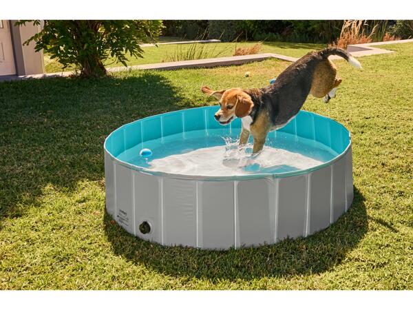 Dog Pool