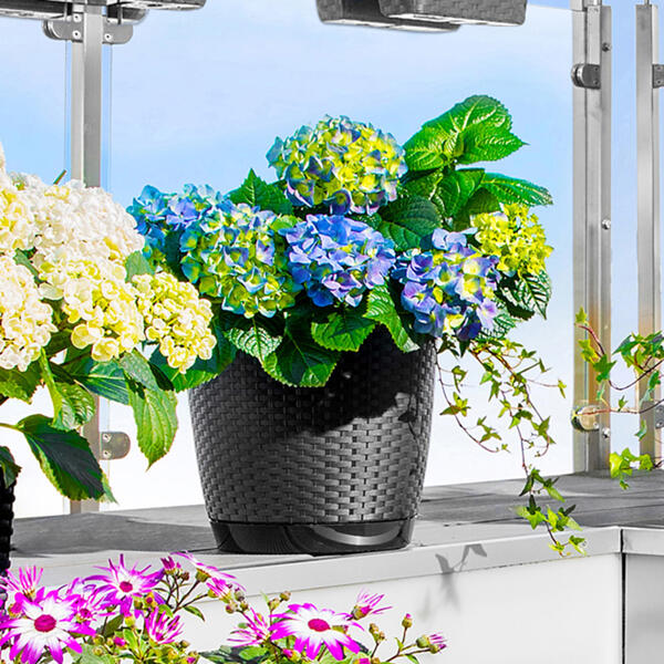 Blumentopf