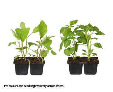 Assorted Seedlings 4pk