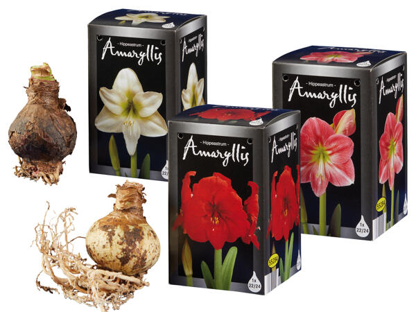 Amaryllis im Schaukarton