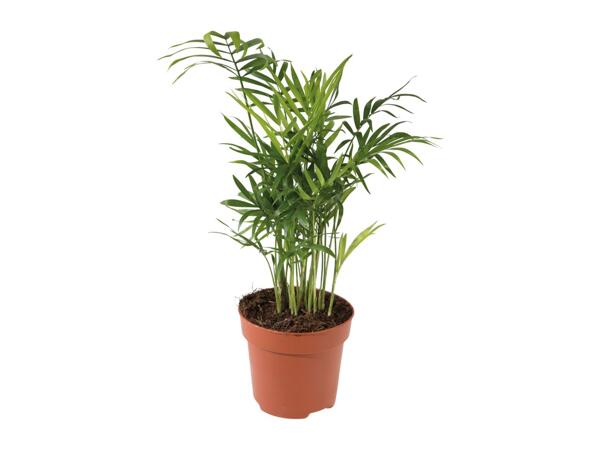 Assorted Plants