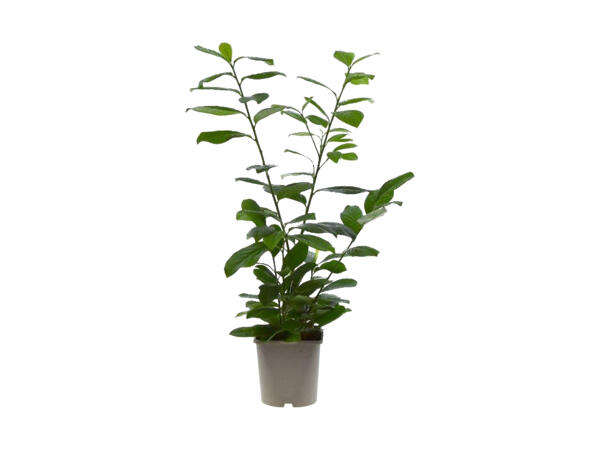 Kirsebærlaurbærplante