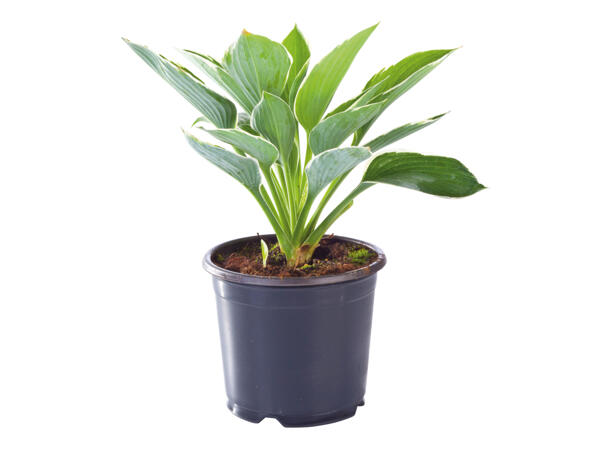British Hosta