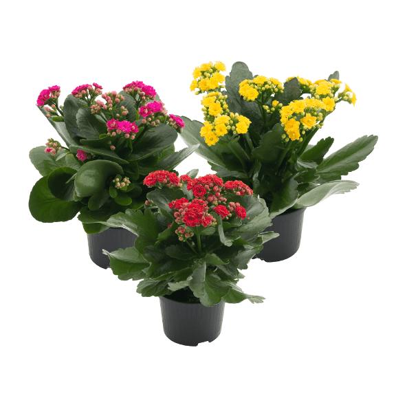 Kalanchoe