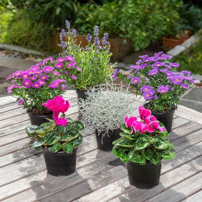 Blomster eller planter