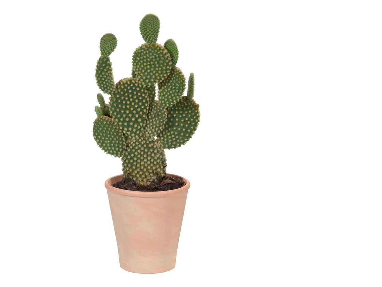 Cactus dans un pot en terre cuite