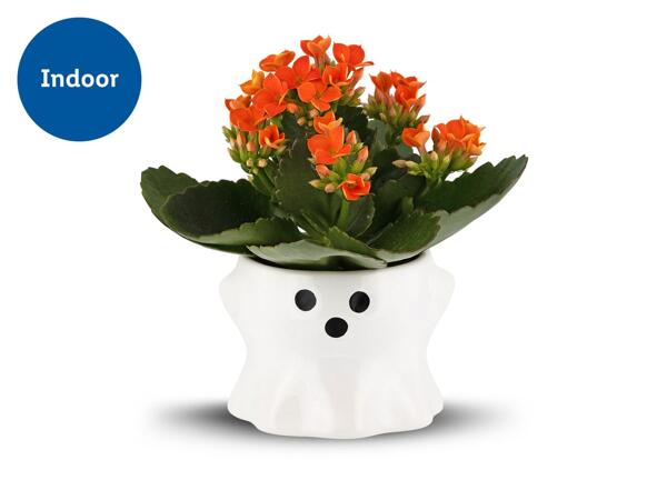 Halloween Kalanchoe in Ghost Ceramic