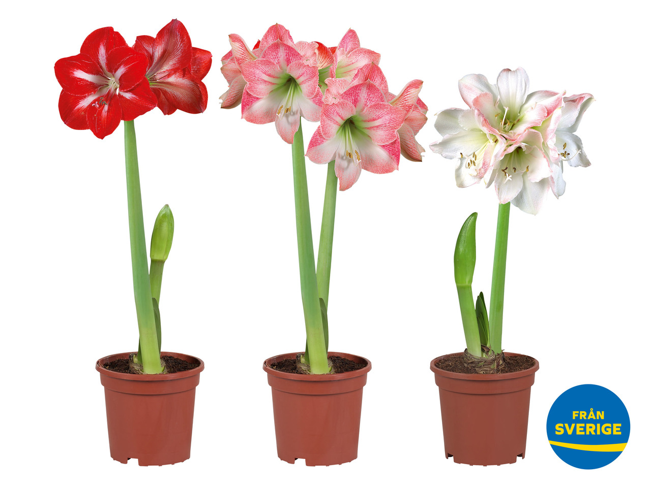 SVENSK AMARYLLIS TVÅ STÄNGLAR