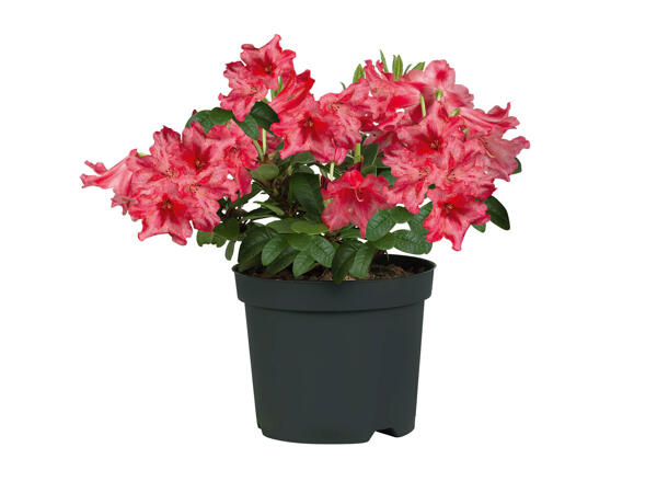 Rhododendrons
