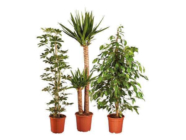 Green Plants
