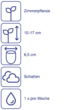 Minipflanzen, 3 St.