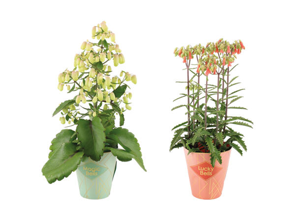 Stor Kalanchoe
