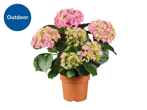 Hydrangea