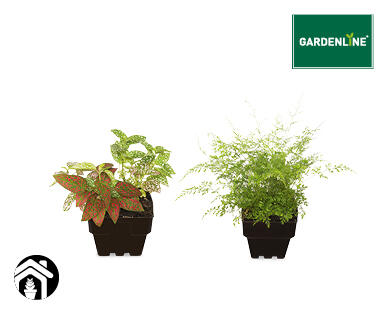 Ferns 90mm