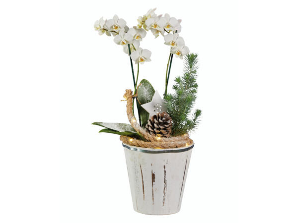 Orchidée Phalaenopsis dans un pot avec décoration de Noël
