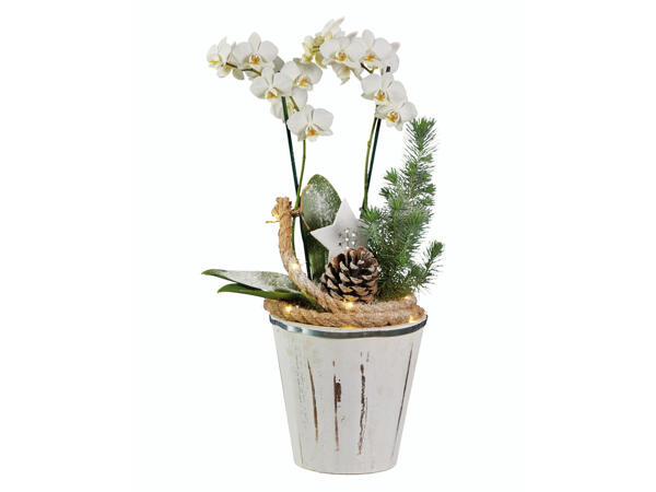 Orchidee Phalaenopsis in Topf mit Weihnachtsdeko