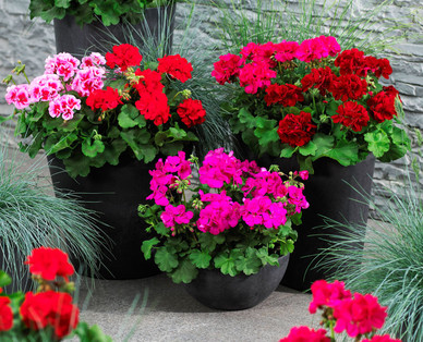 Pelargonie Sondersorte