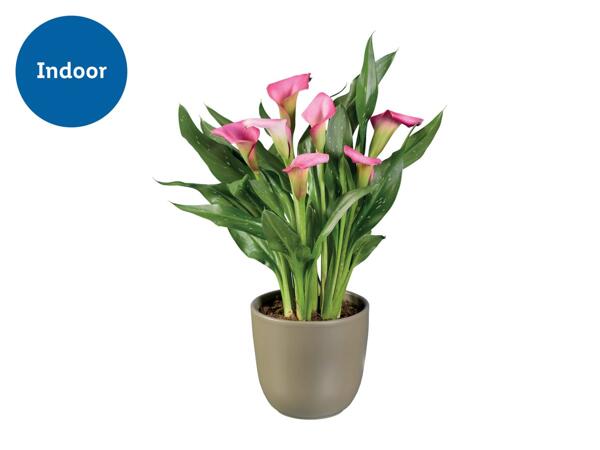 Gift Wrapped Calla Lily