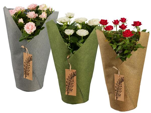 Rosen in Stofftüte