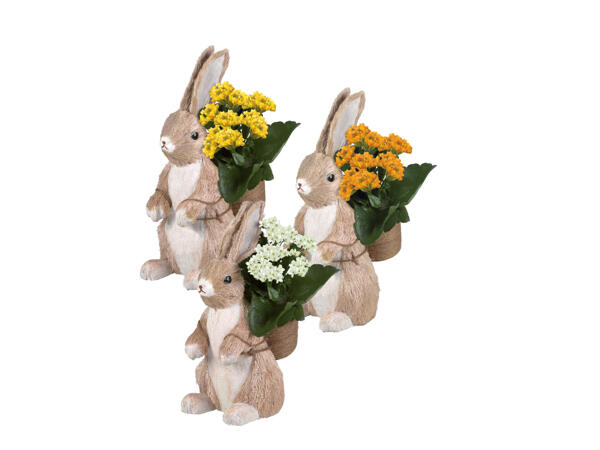Kalanchoe i stor påskhare