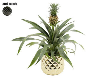 PIANTA DELL'ANANAS