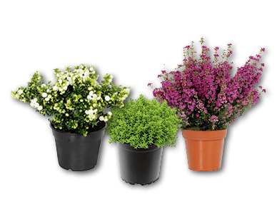 GARDENLINE(R) Herbstklassiker