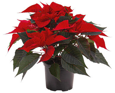 WEIHNACHTSSTERN