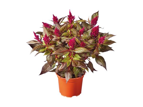 Celosia