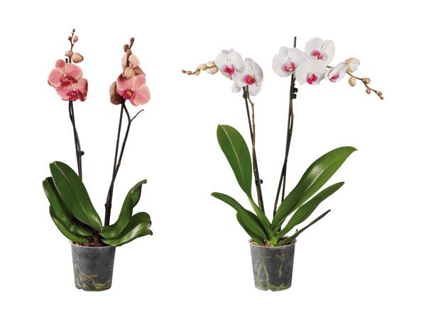 Phalaenopsis 2 tiges