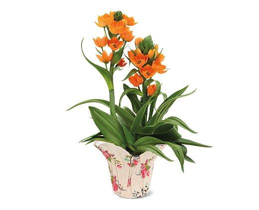 Sun Star Plant